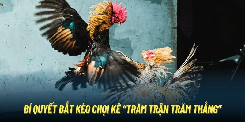 Bí quyết bắt kèo chọi kê “trăm trận trăm thắng”