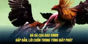 Đá gà cựa dao