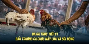 Đá gà trực tiếp C1