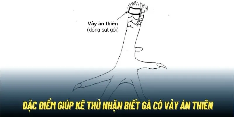 Đặc điểm giúp kê thủ nhận biết gà có vảy án thiên