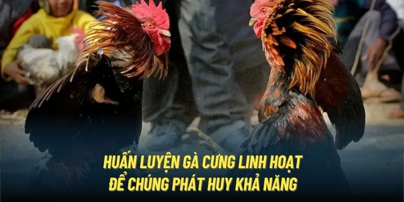 Huấn luyện gà cưng linh hoạt để chúng phát huy khả năng