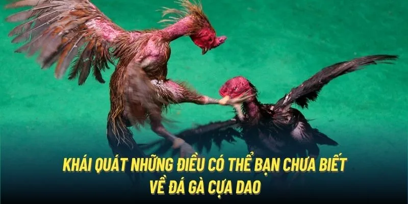 Khái quát những điều có thể bạn chưa biết về đá gà cựa dao