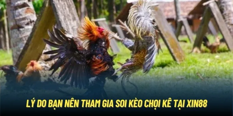 Lý do bạn nên tham gia soi kèo chọi kê tại Xin88