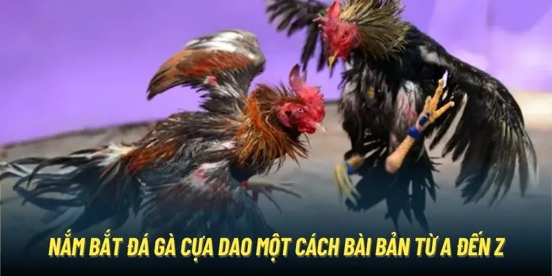 Nắm bắt đá gà cựa dao một cách bài bản từ A đến Z