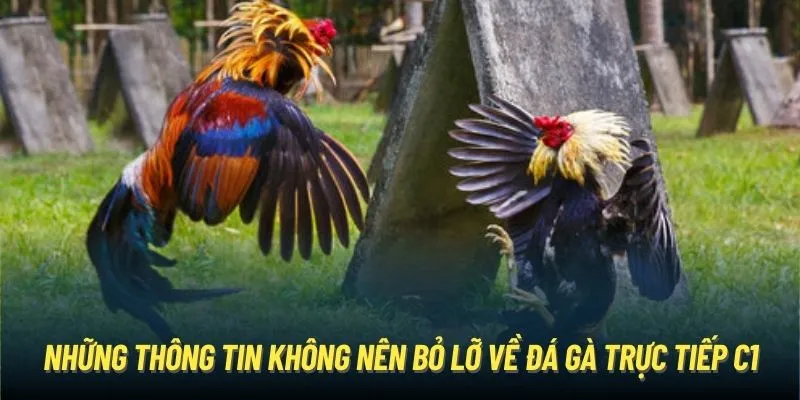 Những thông tin không nên bỏ lỡ về đá gà trực tiếp C1