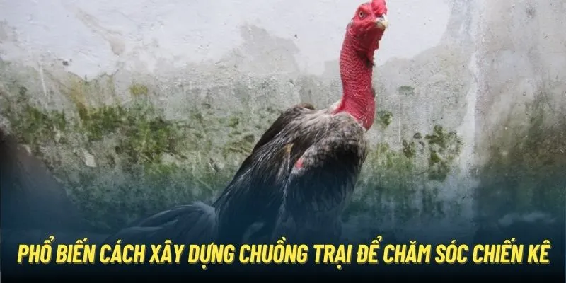 Phổ biến cách xây dựng chuồng trại để chăm sóc chiến kê