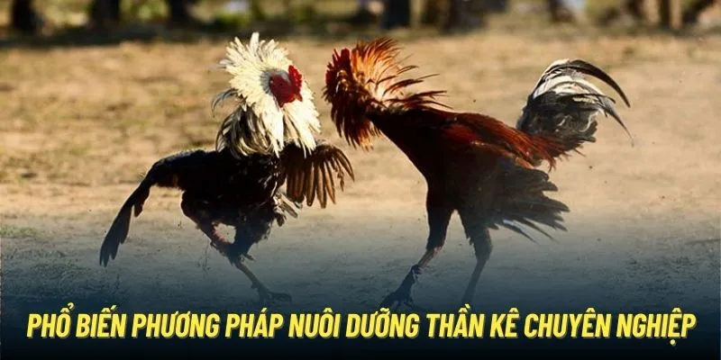 Phổ biến phương pháp nuôi dưỡng thần kê chuyên nghiệp