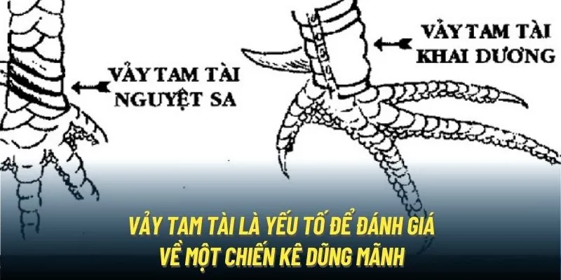 Vảy tam tài là yếu tố để đánh giá về một chiến kê dũng mãnh